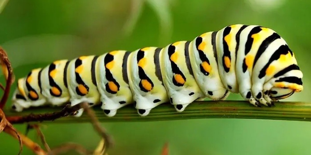 60 Caterpillar Quotes: The Journey of Change Told