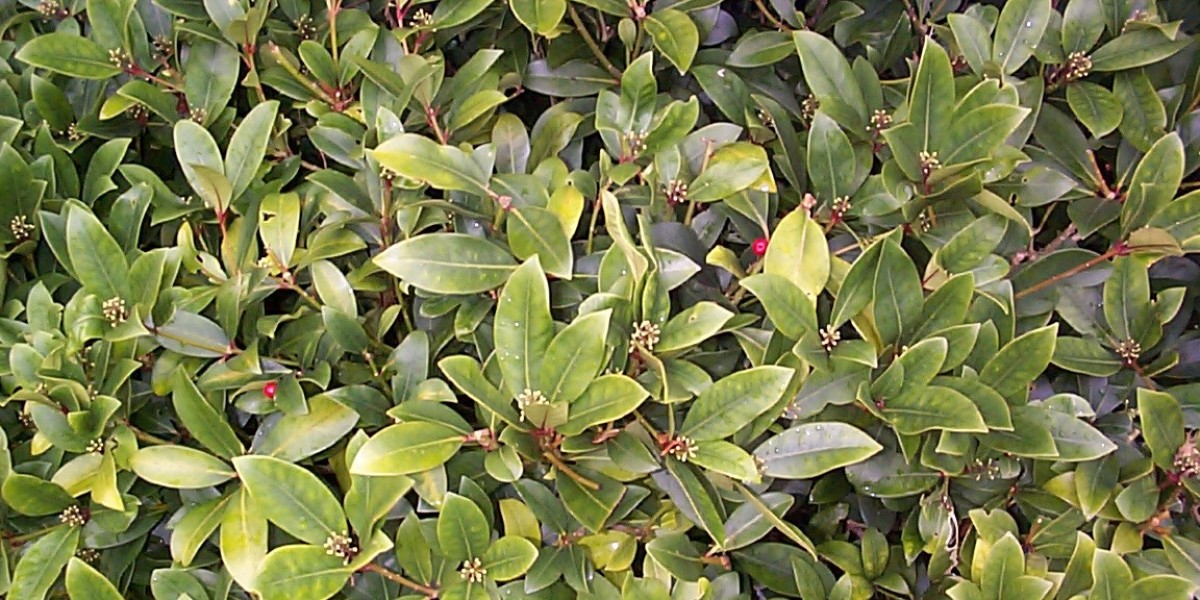 Ipamorelin Vs Sermorelin: Which Peptide Therapy Is Right?