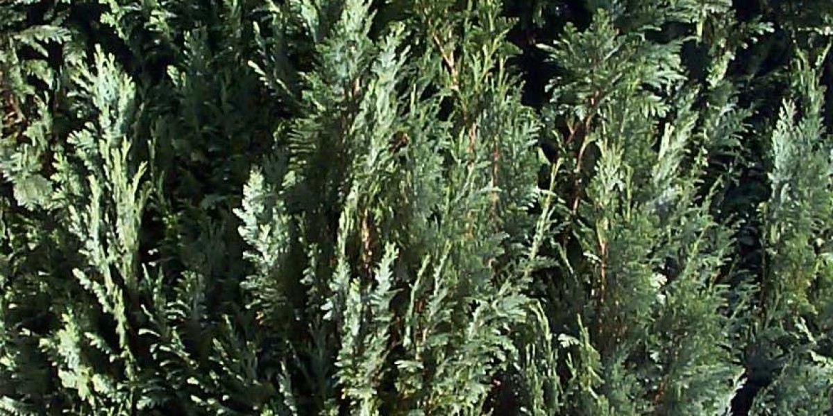 Komplettes HGH-Anfänger-Cycle-Handbuch: Dosierung, Dauer und Tipps