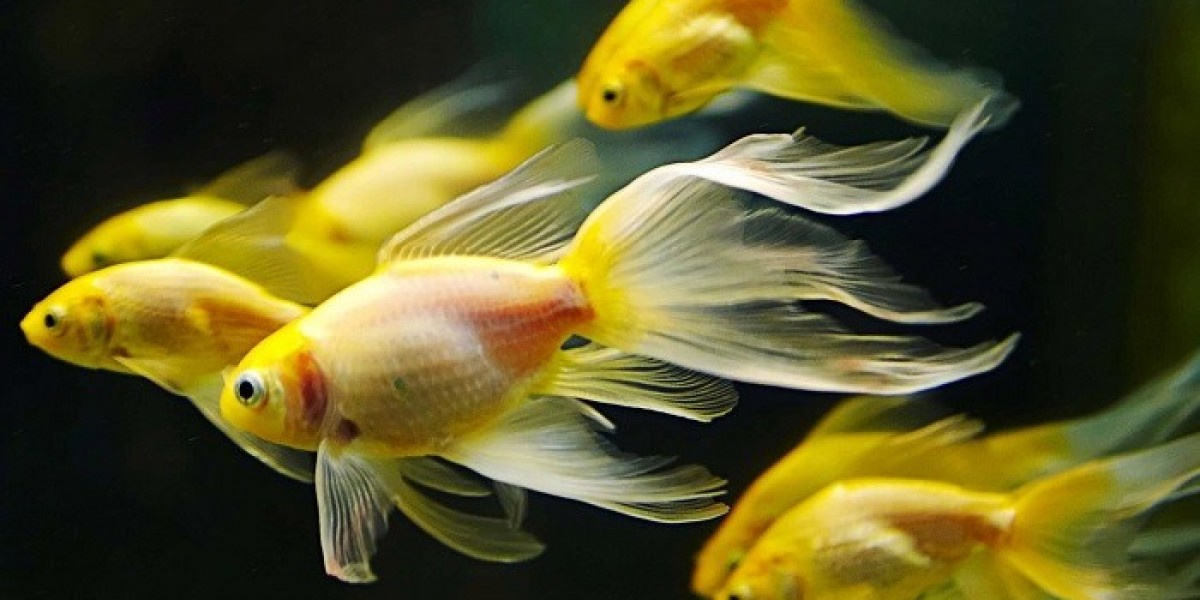 Fish Symbolism: Courage to Navigate Life’s Currents