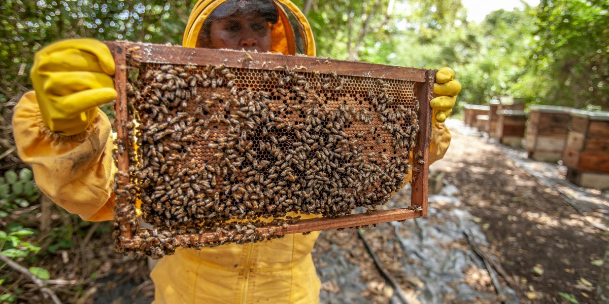 From Detection to Safe Relocation – Melbourne’s Complete Bee Removal & Inspection Experts