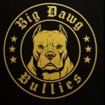 bigdawgbullies Profile Picture