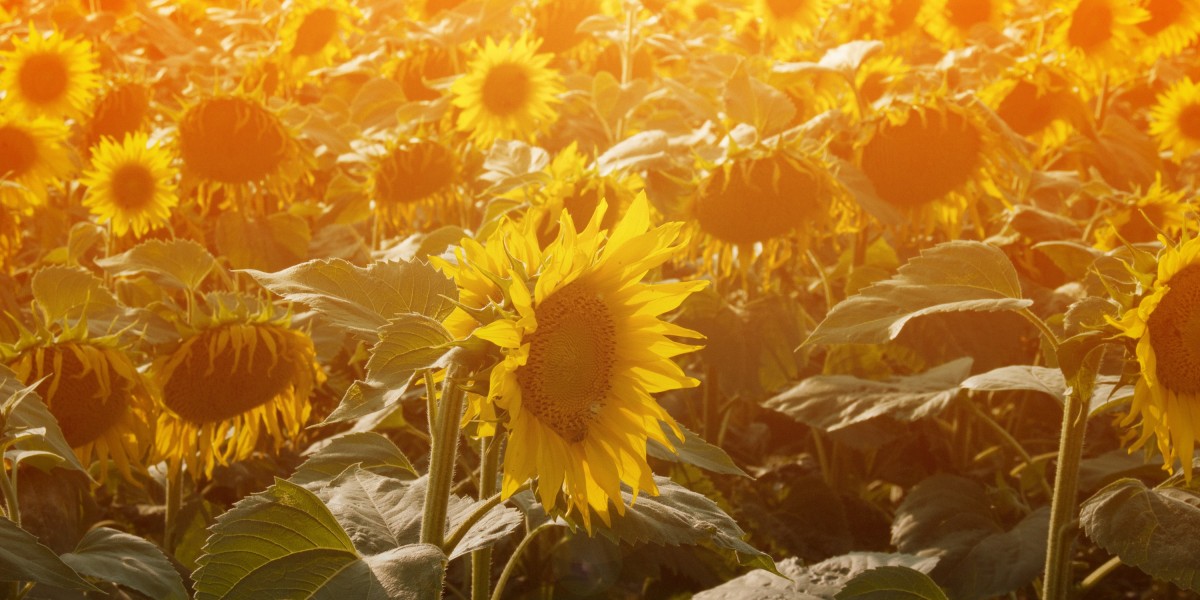 Understanding the Private Jet Charter Quote Process: An Observational Research