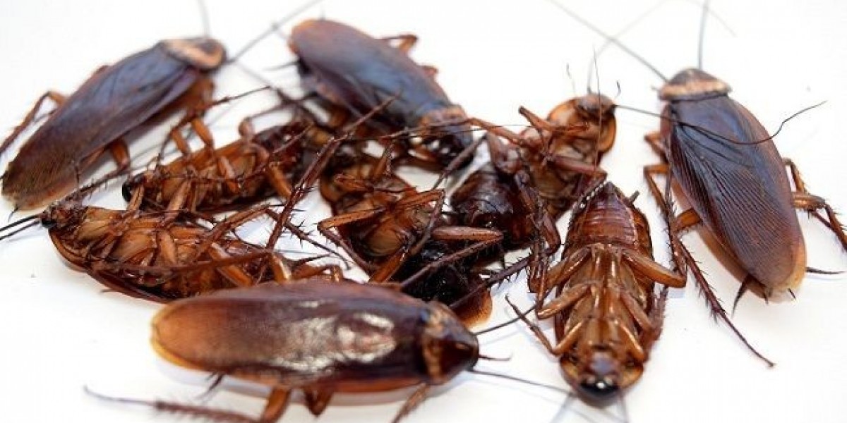 Roach Control Services Built for Safe and Lasting Results