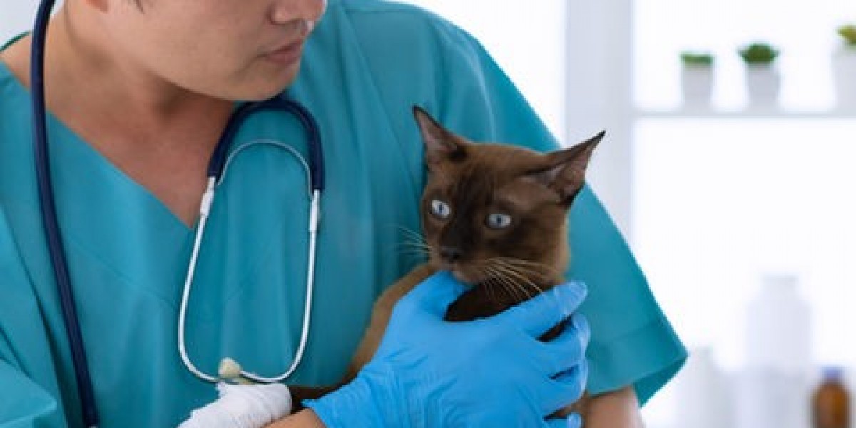 Affordable Excellence: Veterinary and Pharmacy International Study Programs in Hungary