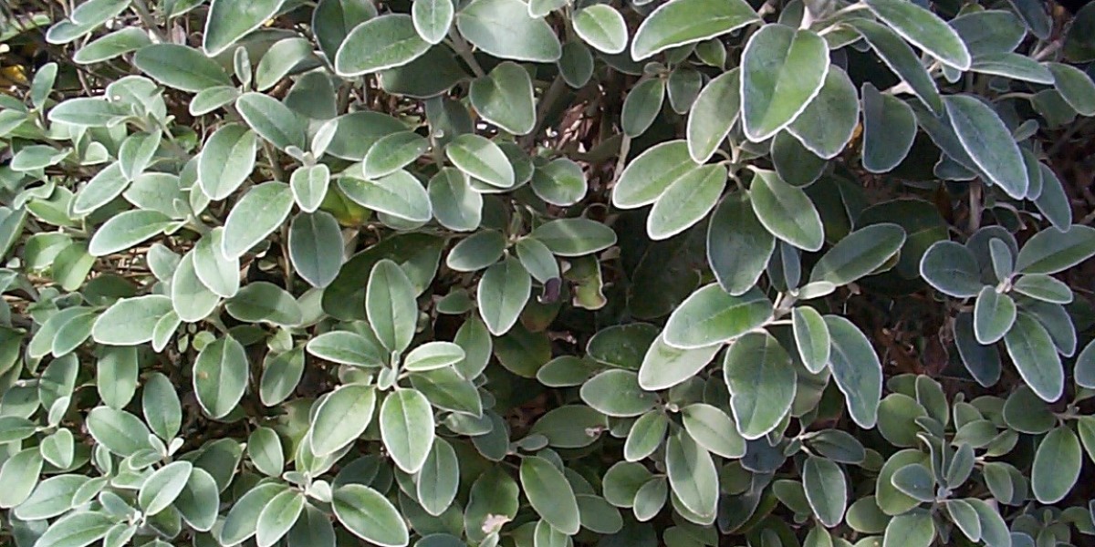 Meet the People Behind the Play