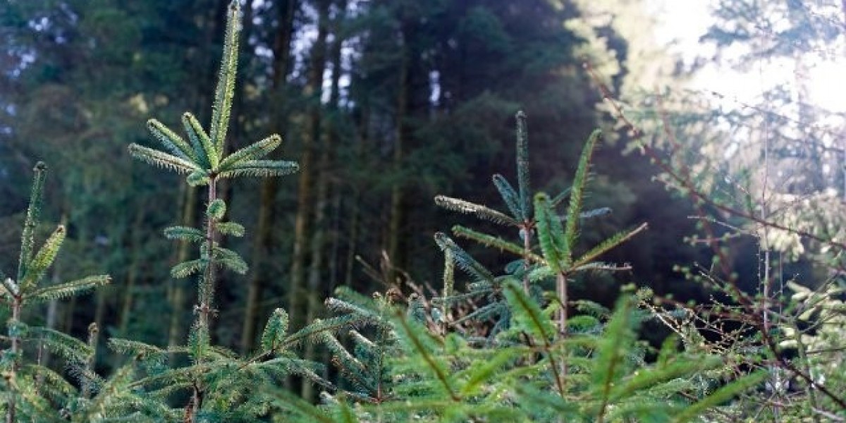 Meet the People Behind the Play