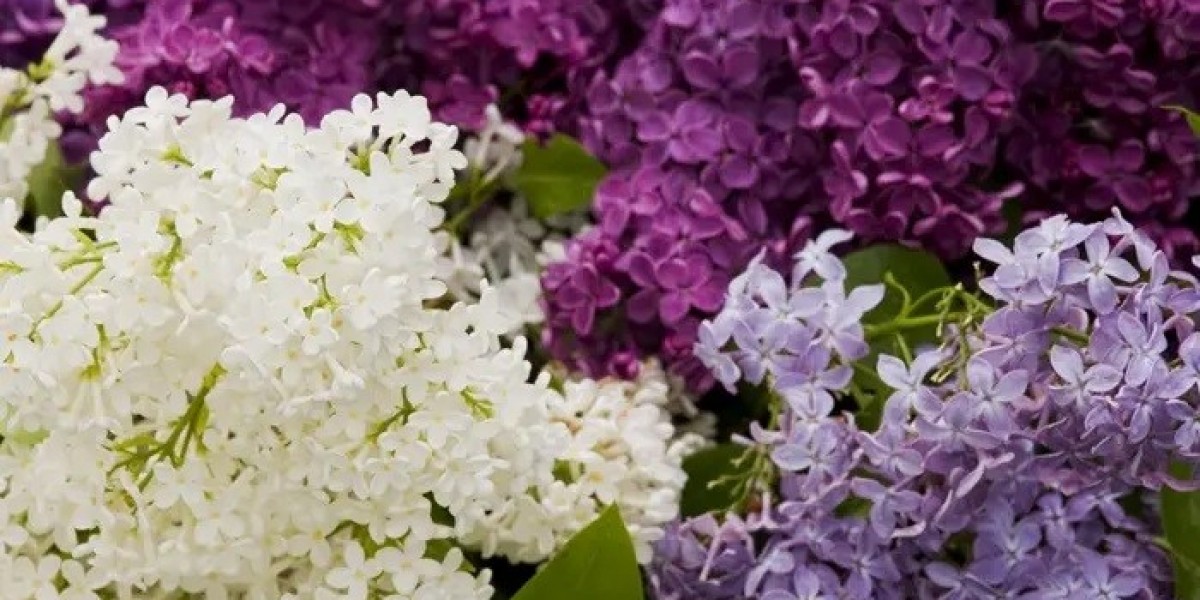 What Does Lilac Symbolism Teach About Life Transitions?