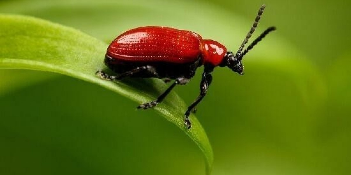 Simon Completes Medical Ahead of Paris FC Move