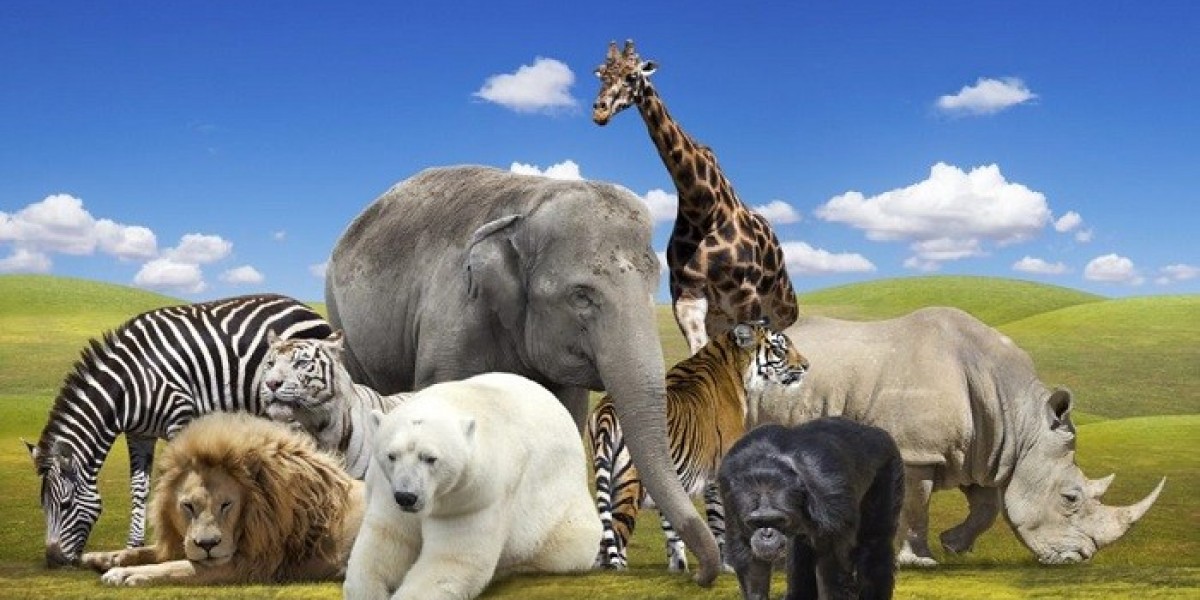 How Do Spirit Animal Meanings Relate to Personal Growth?