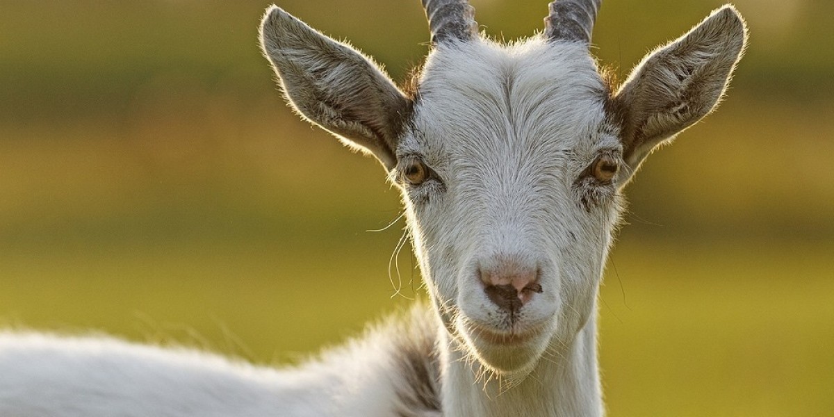 How Can Goat Symbolism Enhance Inner Determination?