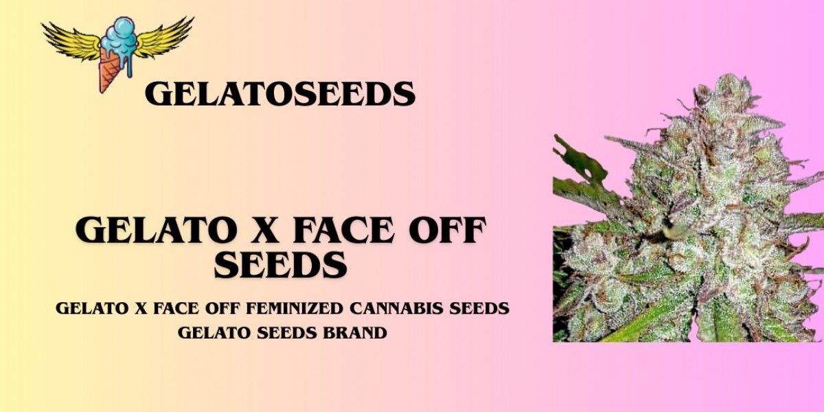 Gelato X Face OFF OG Seeds | Grow the Ultimate Gas & Cream Hybrid