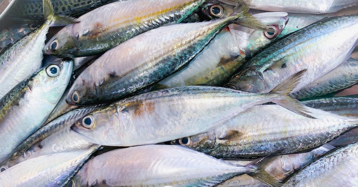 Fresh from the Sea to Your Table: The Smart Way to Enjoy Quality Fish in Dubai – Site Title
