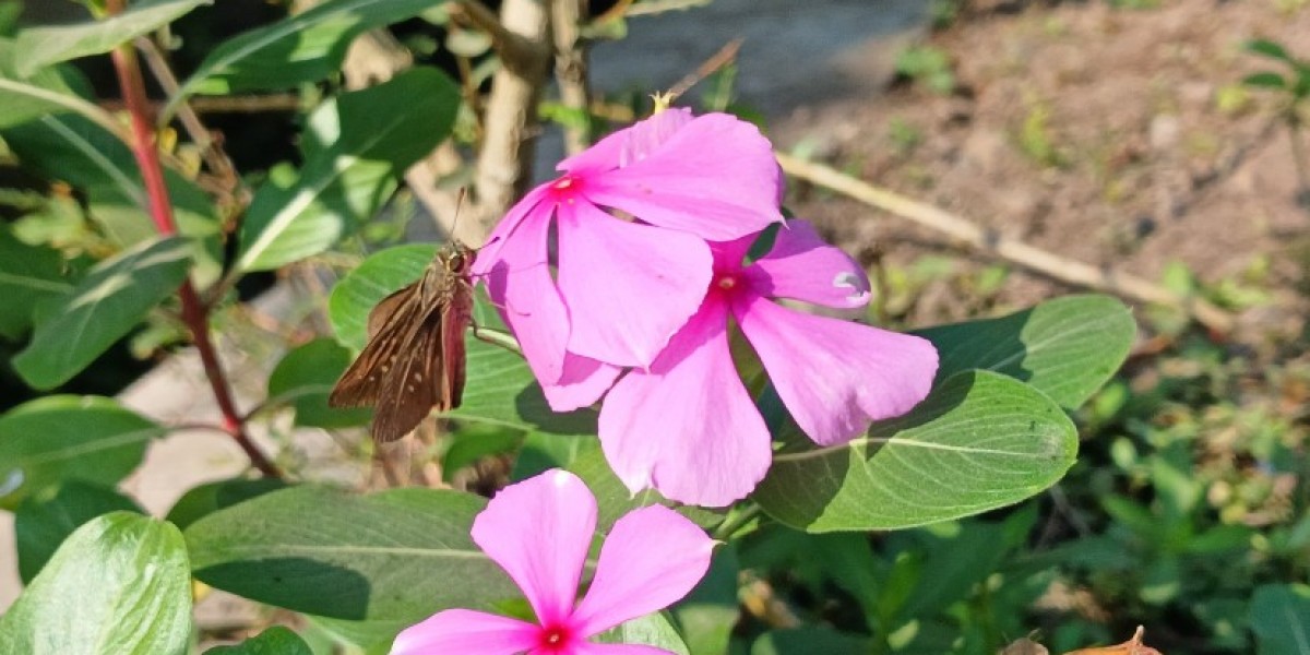 Madagascar Periwinkle Extract Market Growth & Trends 2035