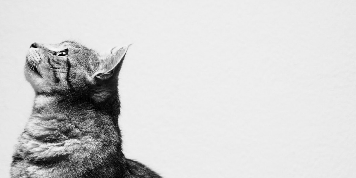 Cat Proof Window Mesh and Safety Nets for a Secure Home