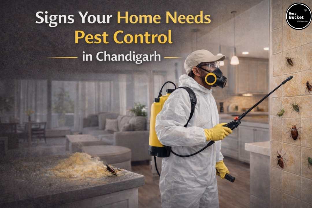Signs Your Home Needs Professional Pest Control in Chandigarh
