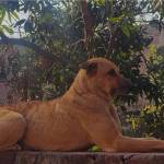 MitchellStarc Profile Picture