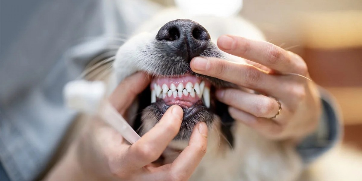 Dog Teeth Cleaning Solutions: Tools and Techniques That Work