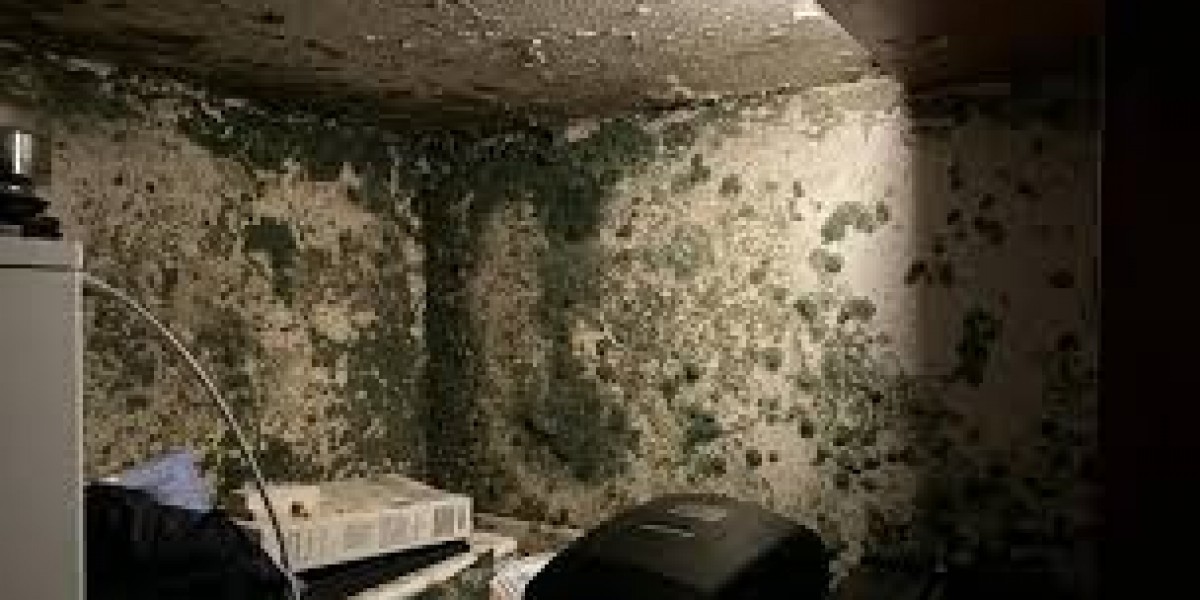 Tampa Mold Inspection Services | Professional & Certified Inspectors.