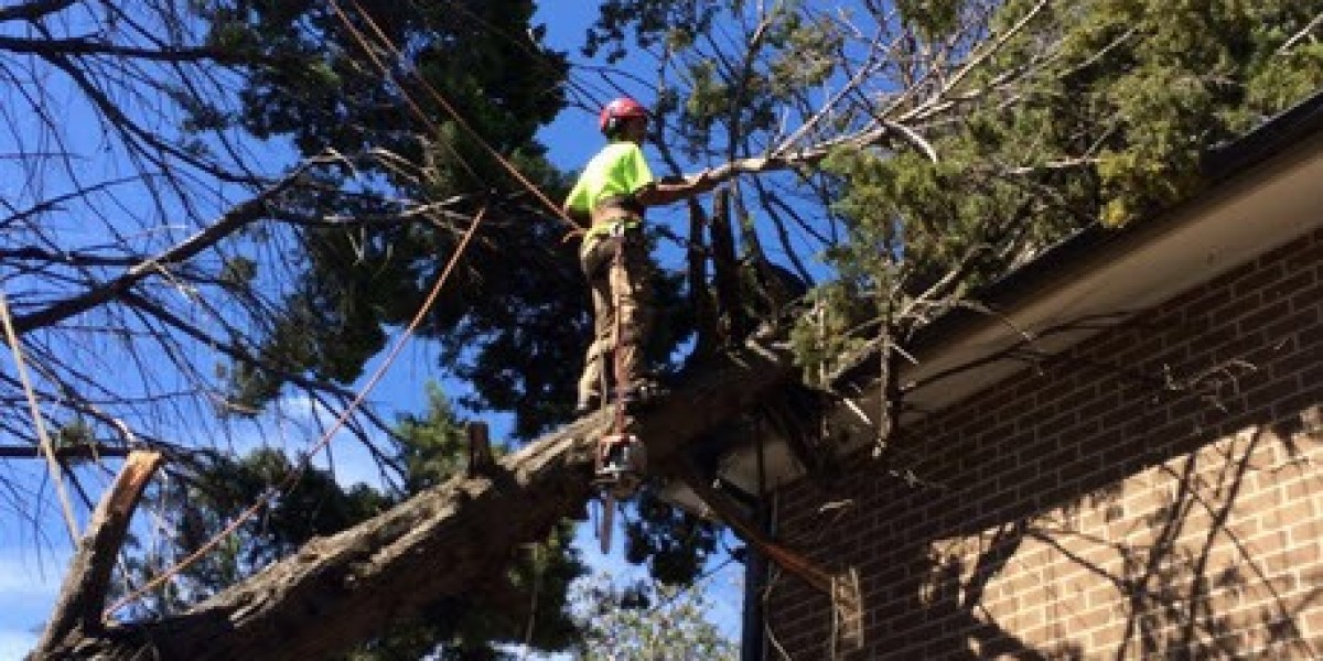 Expert Tree Stump Removal Sydney Quick Safe Reliable Solutions Services
