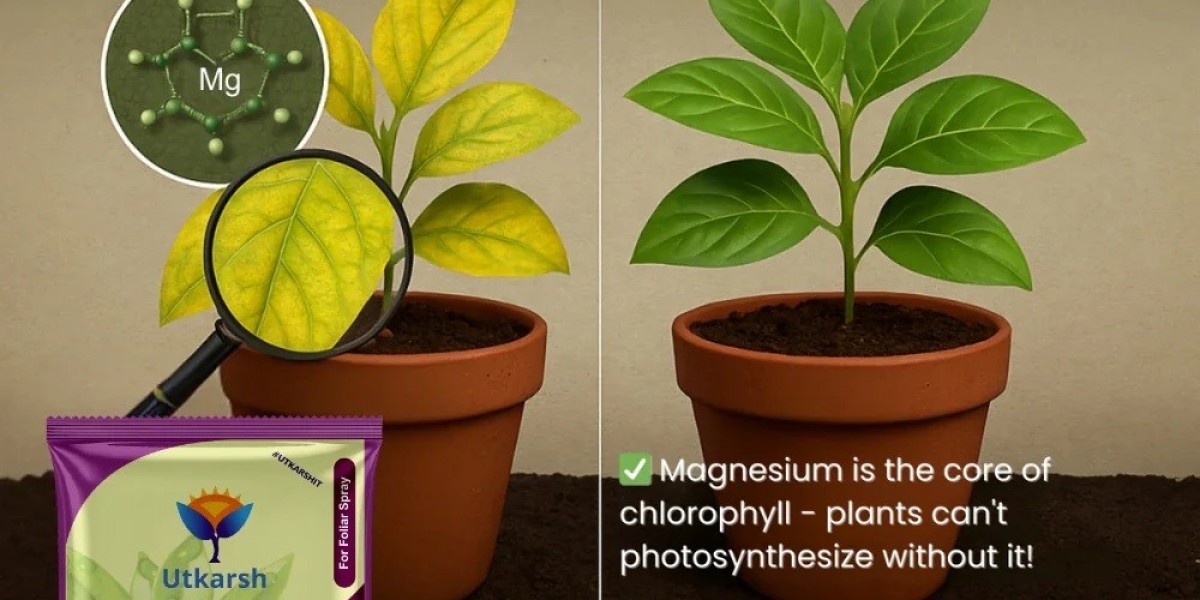 Root Growth Booster Fertilizer: Role of Magnesium Sulphate for Healthy Plants