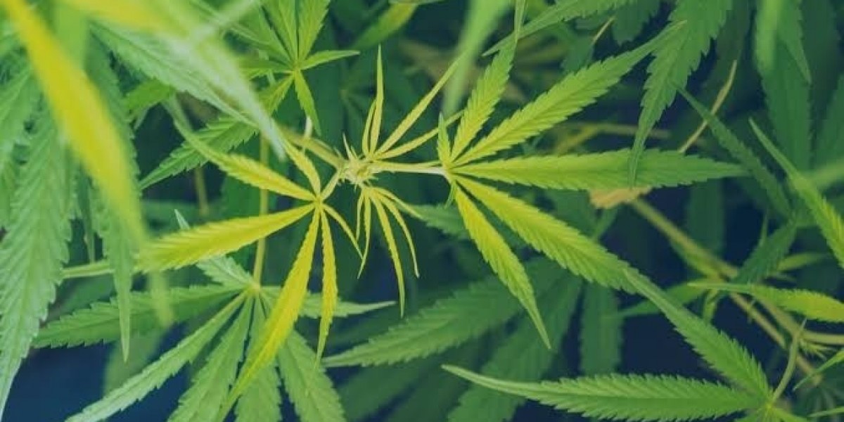 Virginia Marijuana Card: Fast, Easy Approval Online