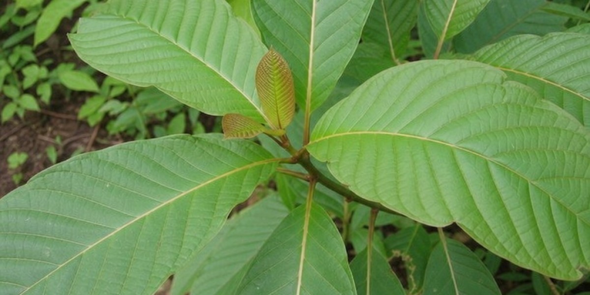 Finding Kratom Near Me: A Smart Guide to Choosing a Trusted Kratom Supplier